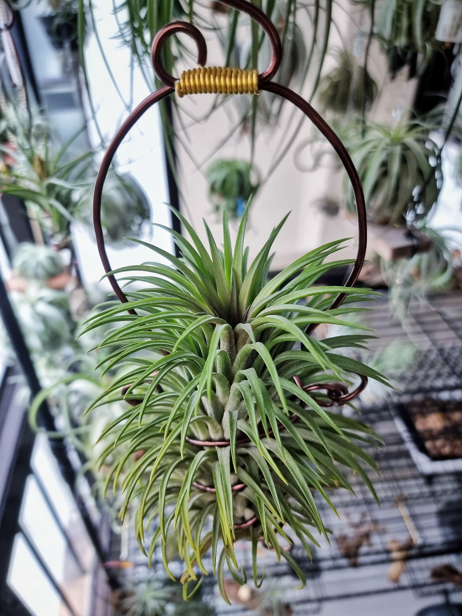 Tillandsia ionantha 'Hedgehog' The infamous ionantha that can be