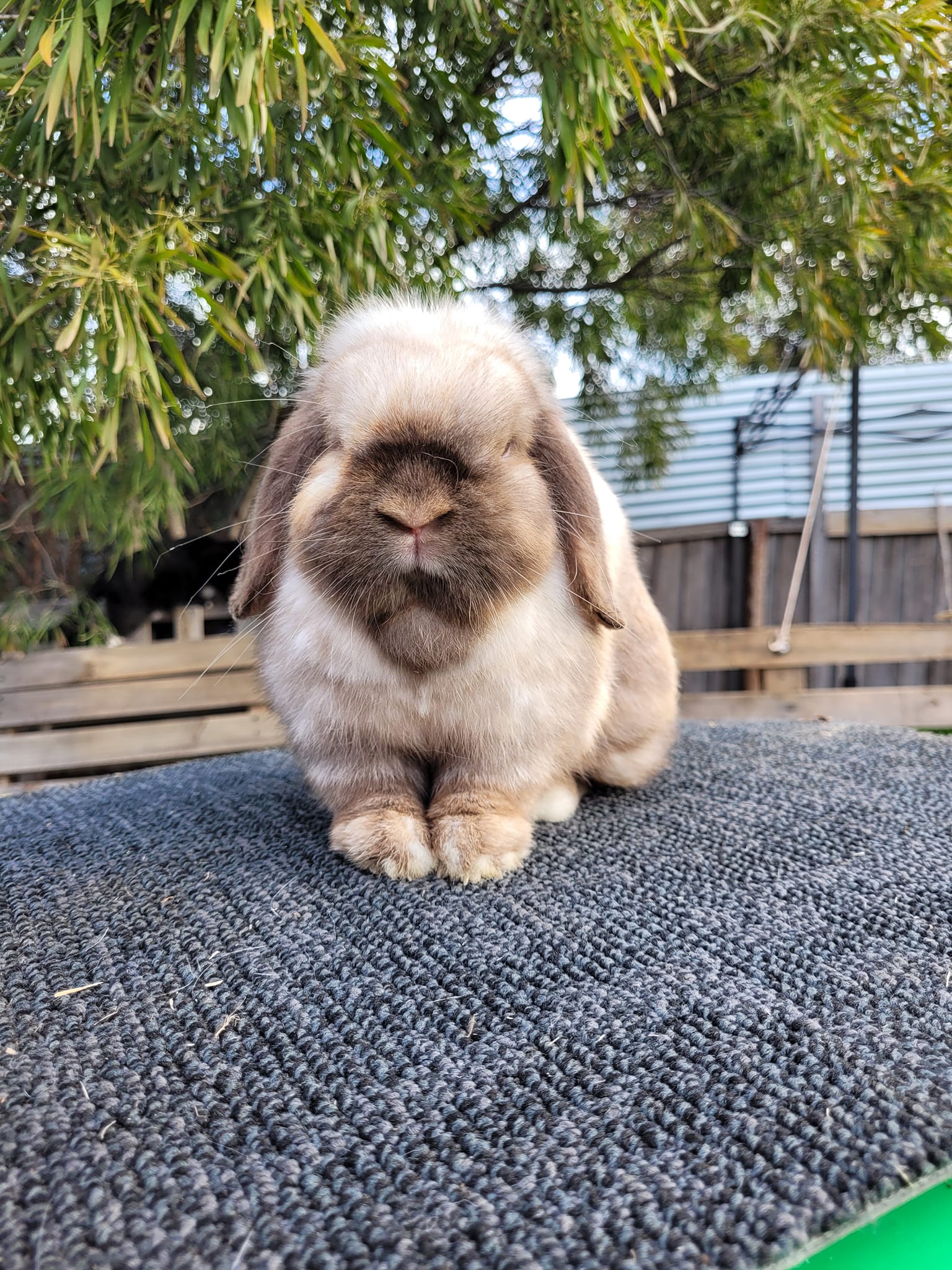 Willow Waters Rabbitry | Hobart TAS
