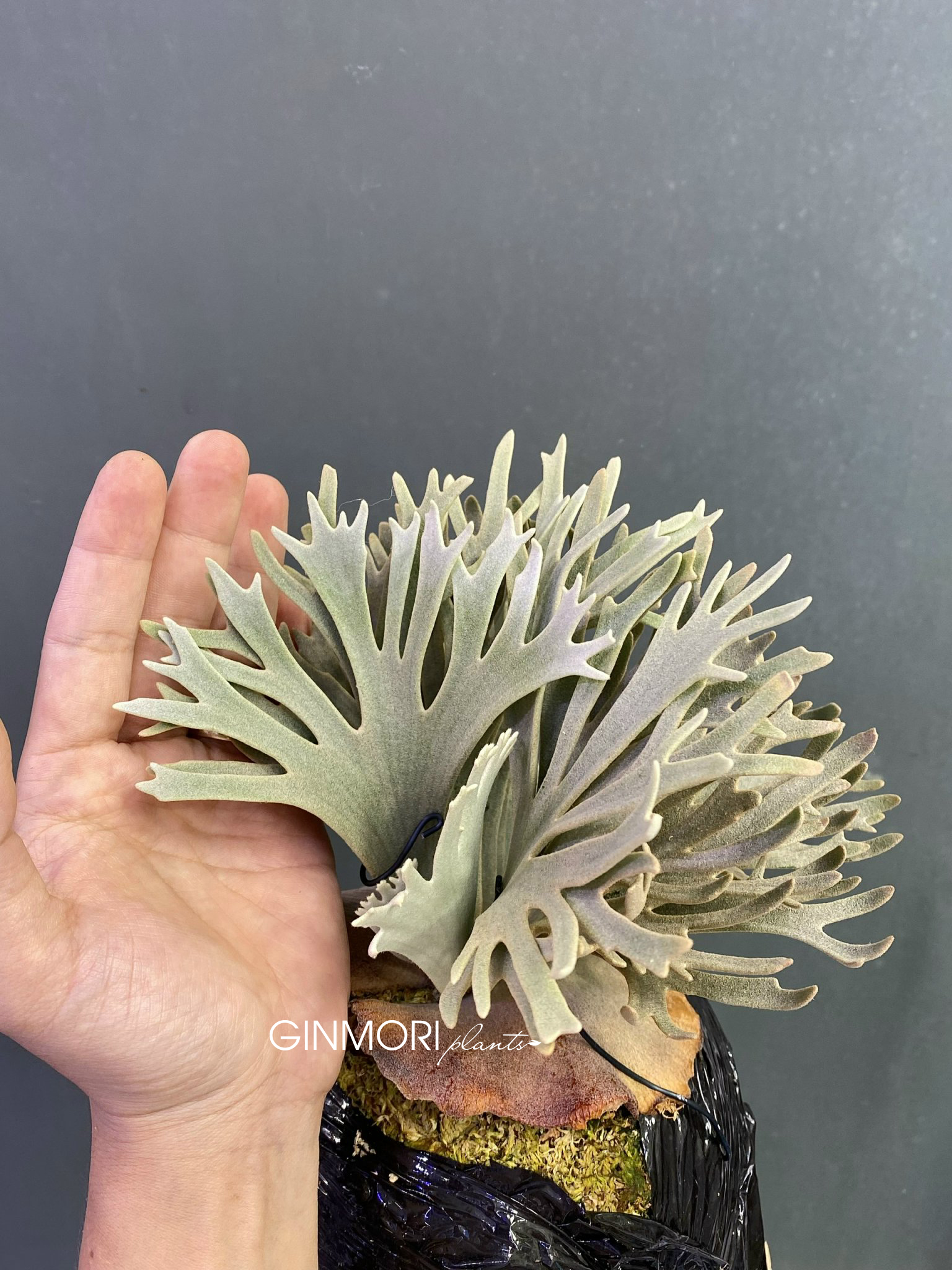 Platycerium - Sàn giao dịch ổ rồng | Để tránh những nhầm lẫn ko đáng có ...