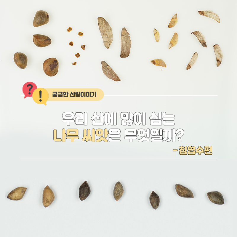 대한민국 산림청 - 우리 산에 가장 많이 보이는 나무🌲는 무엇일까요? 그 나무의 씨앗을 본 적 있으신가요?👀 오늘은 궁금했던 ...