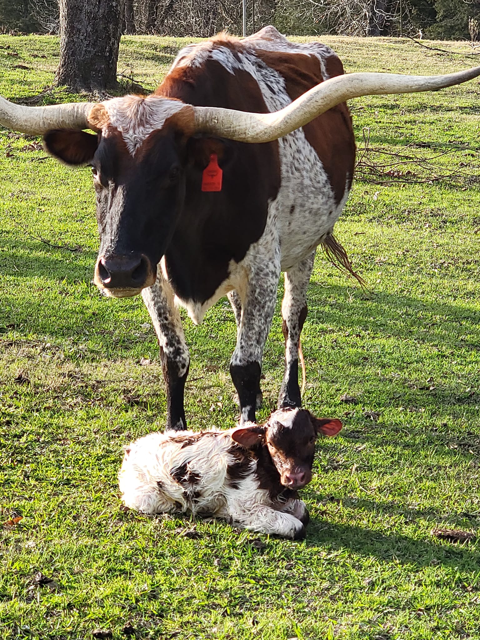 Rockin F Ranch | Winnsboro TX