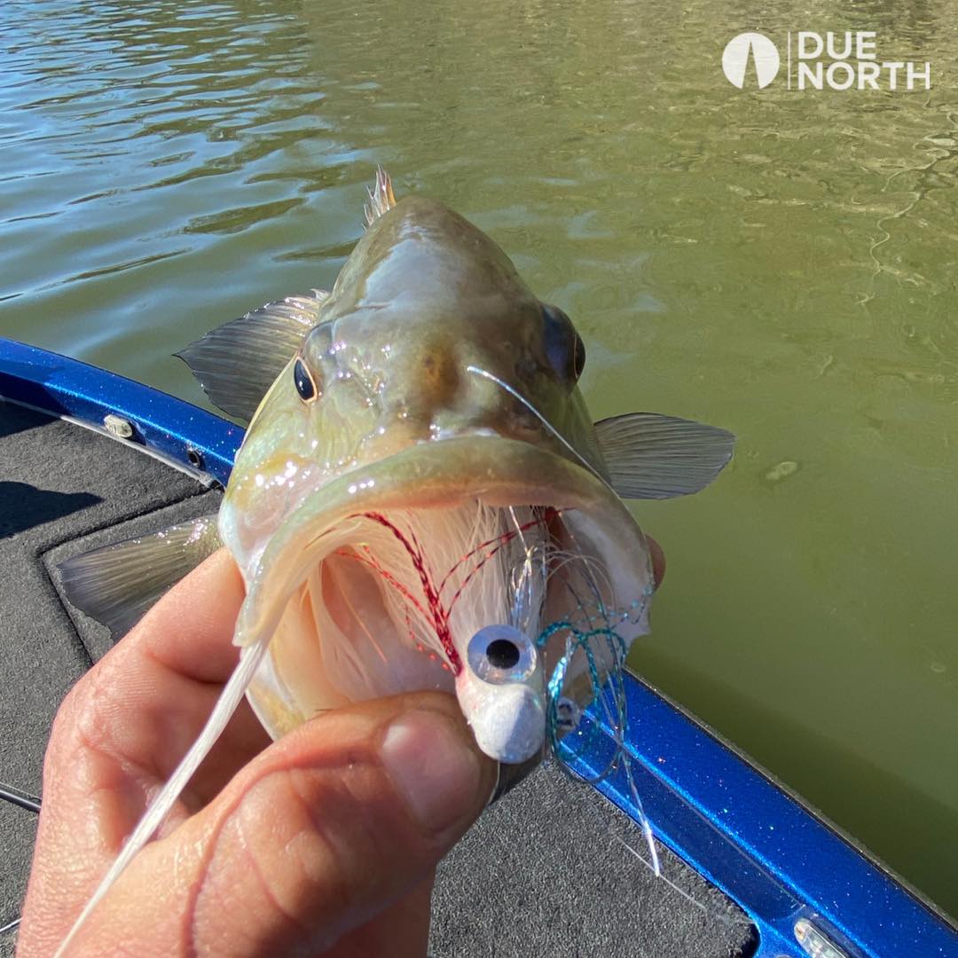 best st croix spinning rod for bass Mojo – St. Skinny Abandoned Dog Dumped Large Capacity Reel Model:6'6