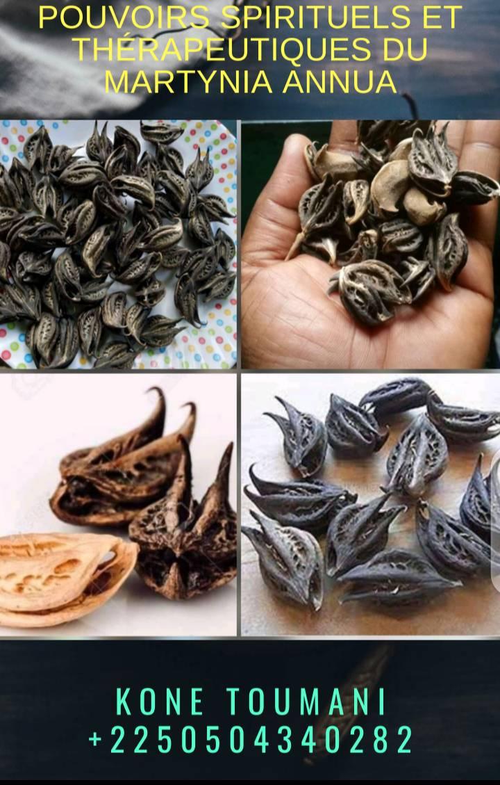 Graines Griffes De Lion (Martynia Annua) - Lot De 40 Pièces Naturelles - Origine Côte D'Ivoire - Pour Infusion Ou Usage Traditionnel