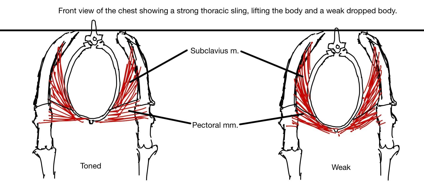 subclavius-muscle-ejs-vet-physio-and-horsemanship-facebook