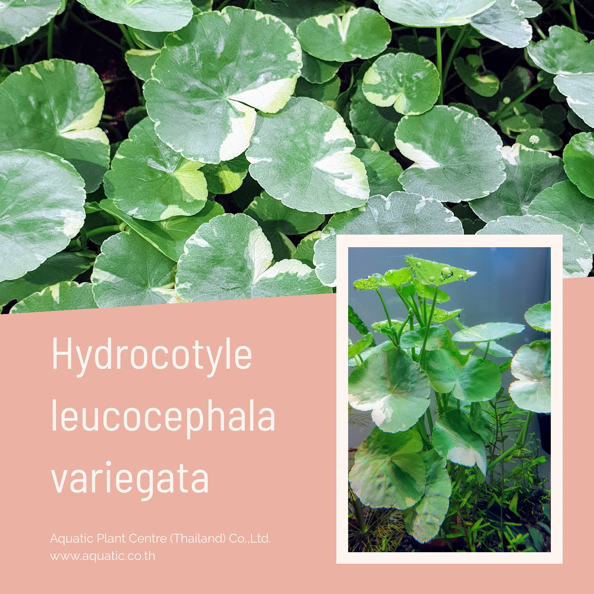 Hydrocotyle Leucocephala... Aquatic Plant Centre Thailand Facebook