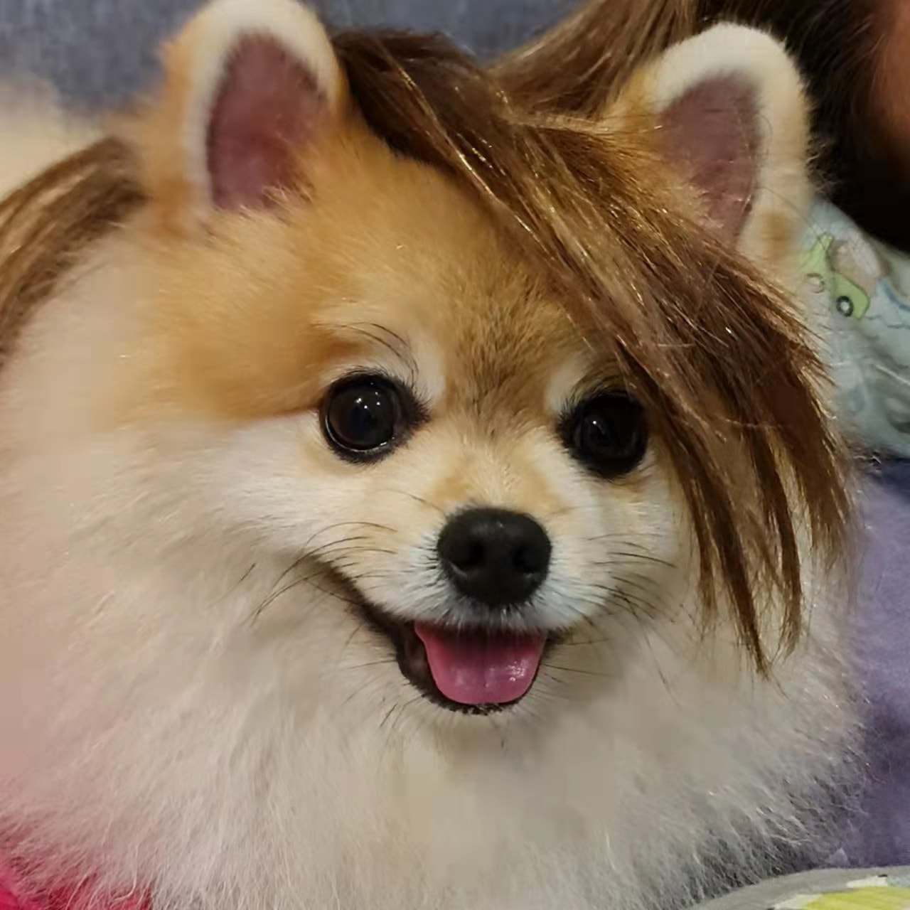 笨薯廊