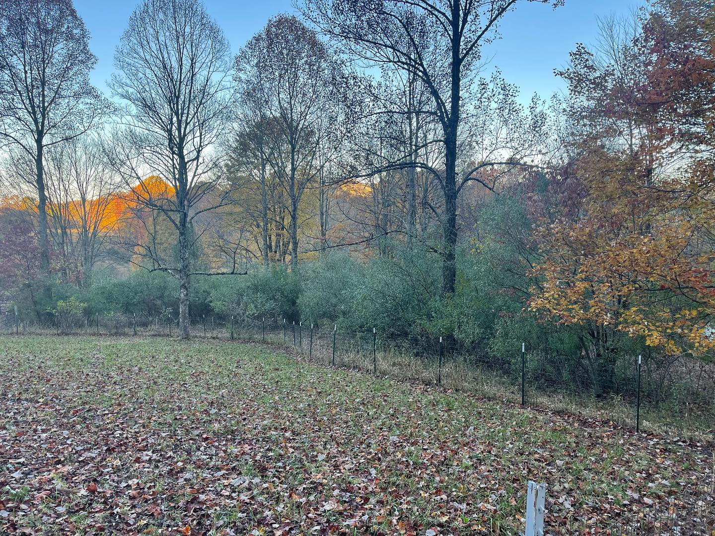Shady Grove Farm West Virginia - NPIP Certified | Summersville WV