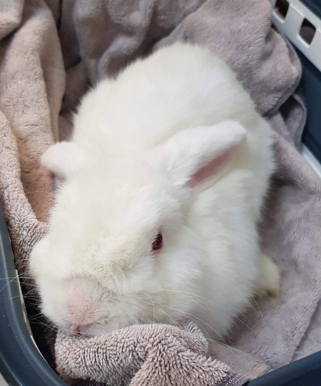 Do you know about Romeo's Rabbit... - Romeo's Rabbit Rescue | Facebook