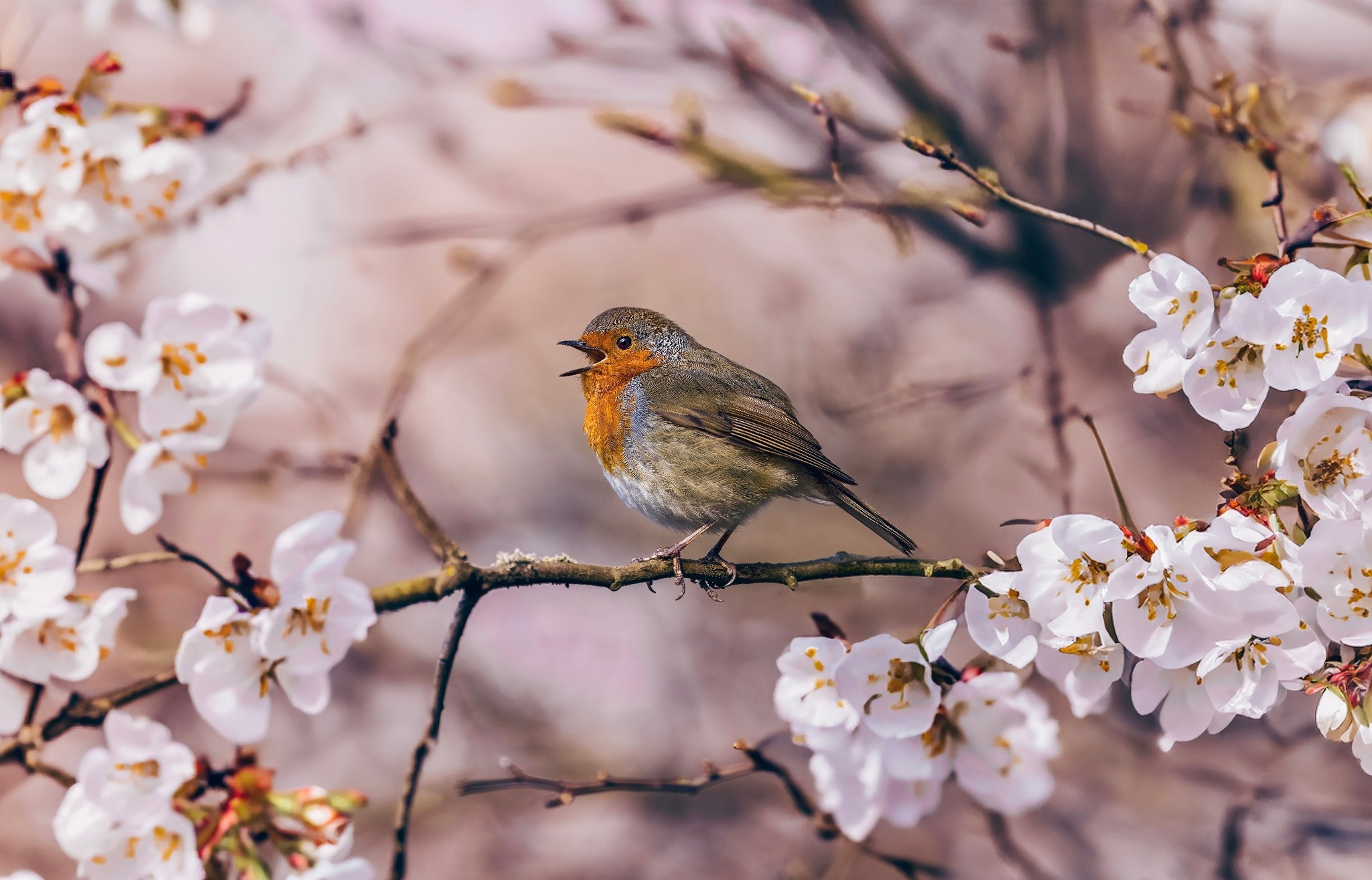 Spring Vibes 🌿🍓🌷 | Facebook