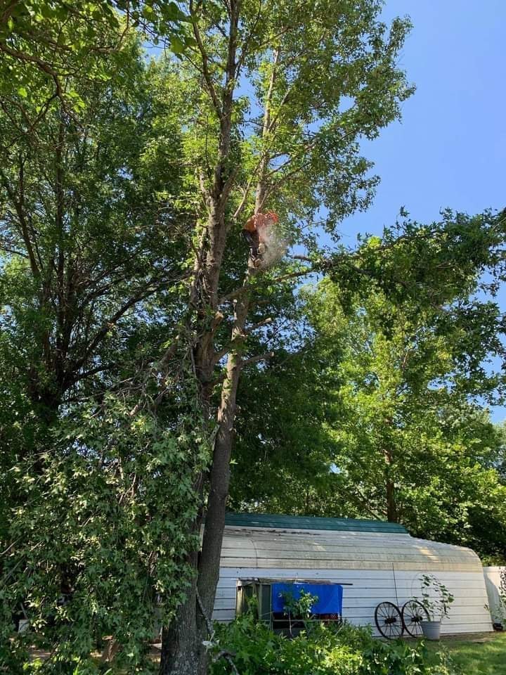ASAP Tree Experts