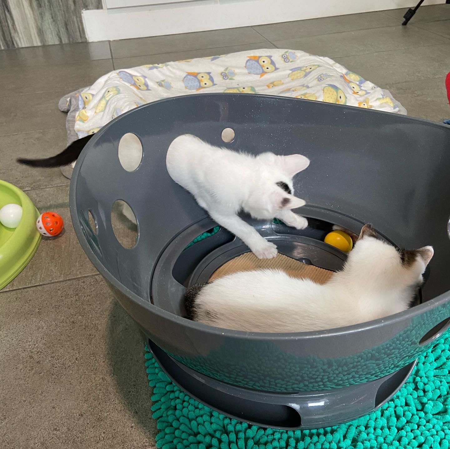 Kitkat Playroom - Pascal is a little guy with a huge... | Facebook