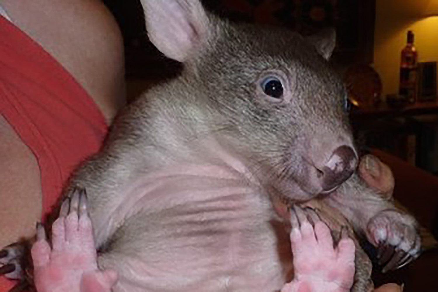 Meet Mudsey, a... - Wombat Protection Society of Australia | Facebook