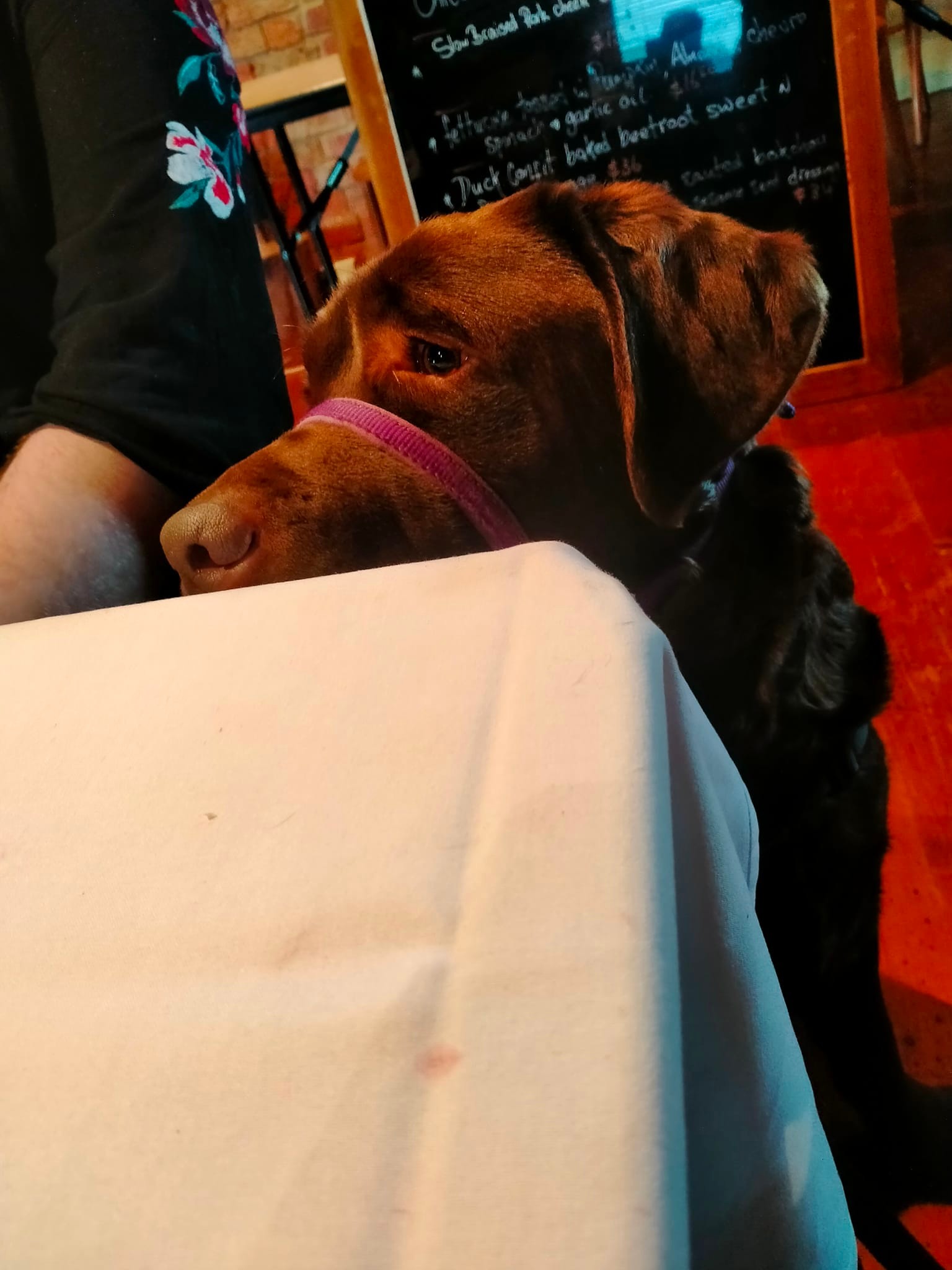 Pudding: Assistance Dog in Training