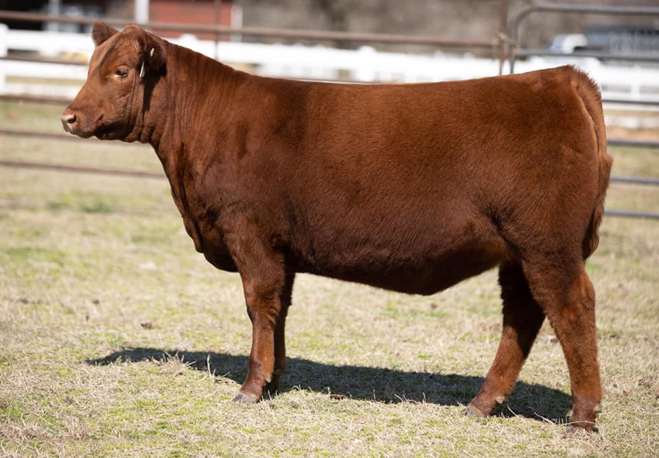 Jones Brothers Cattle Co.
