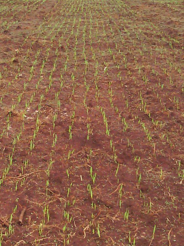 Samar Farm | Maragua