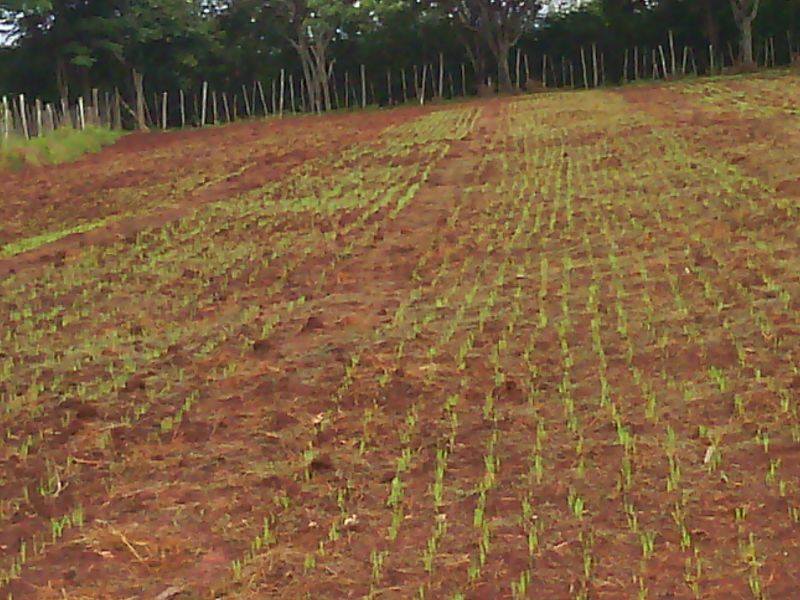Samar Farm | Maragua
