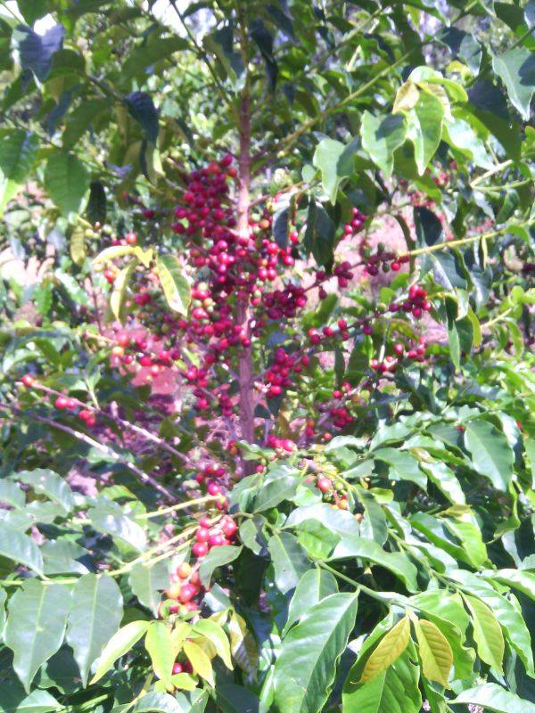 Samar Farm | Maragua