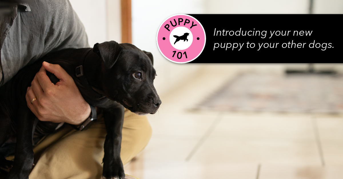 When Should You Introduce A Collar To A Puppy