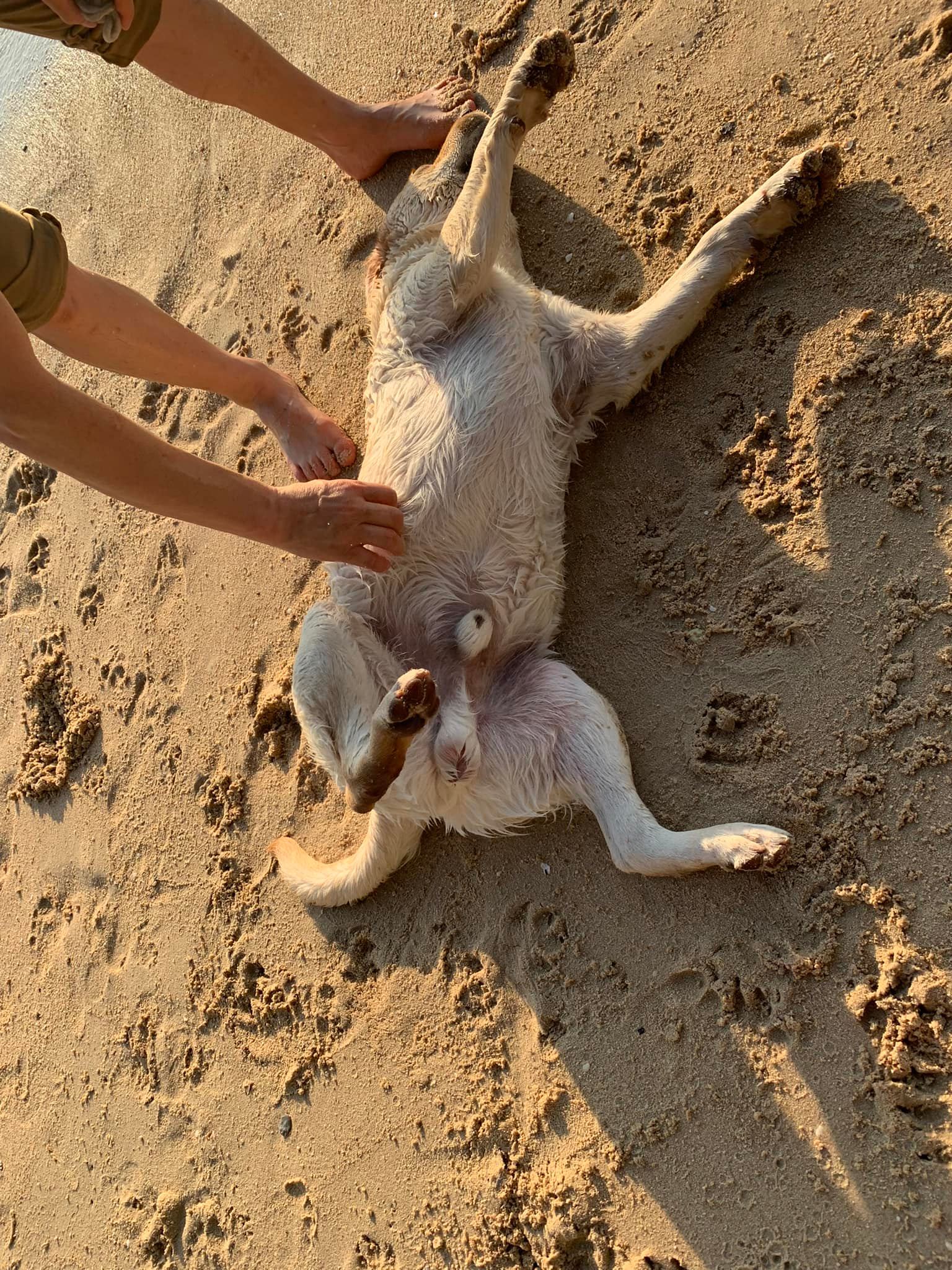 แบมบี้ ชุบแป้งทอด 55👏🏻 คิดถุงจัง... - Dobby Bambii labrador