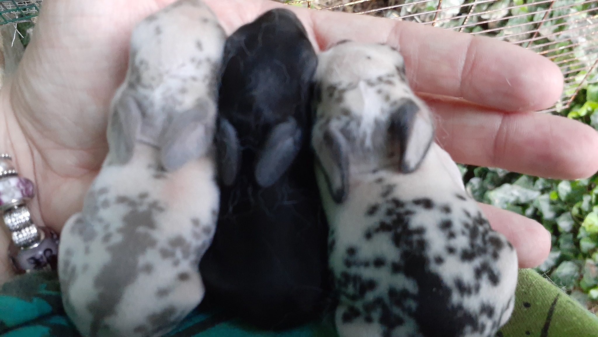 Hoppy & Healthy Rabbitry | Toccoa GA