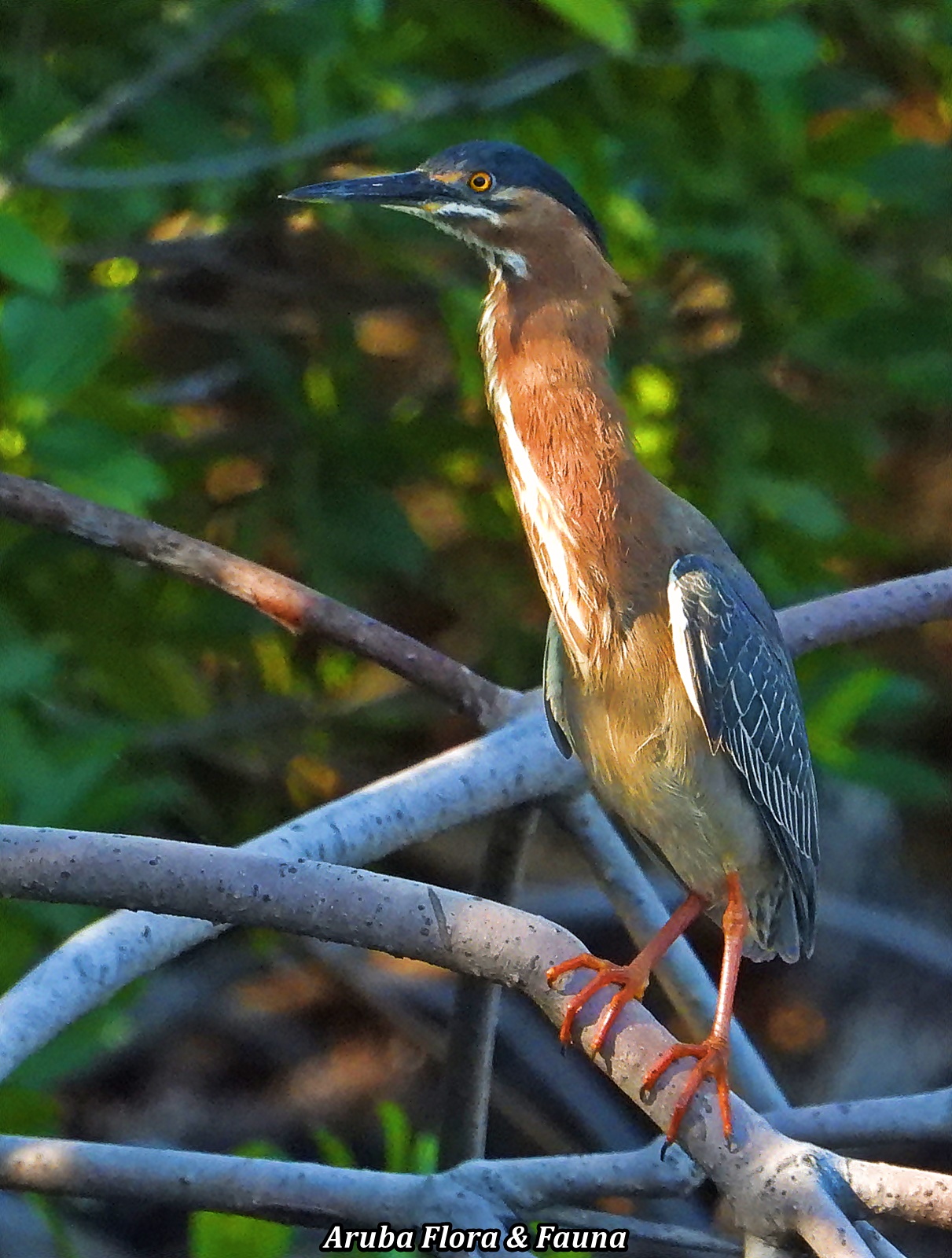 bird that will lure fish with bait Looney - Dorado and other aggressive species. Hawaiian Malolo Bird Teasers