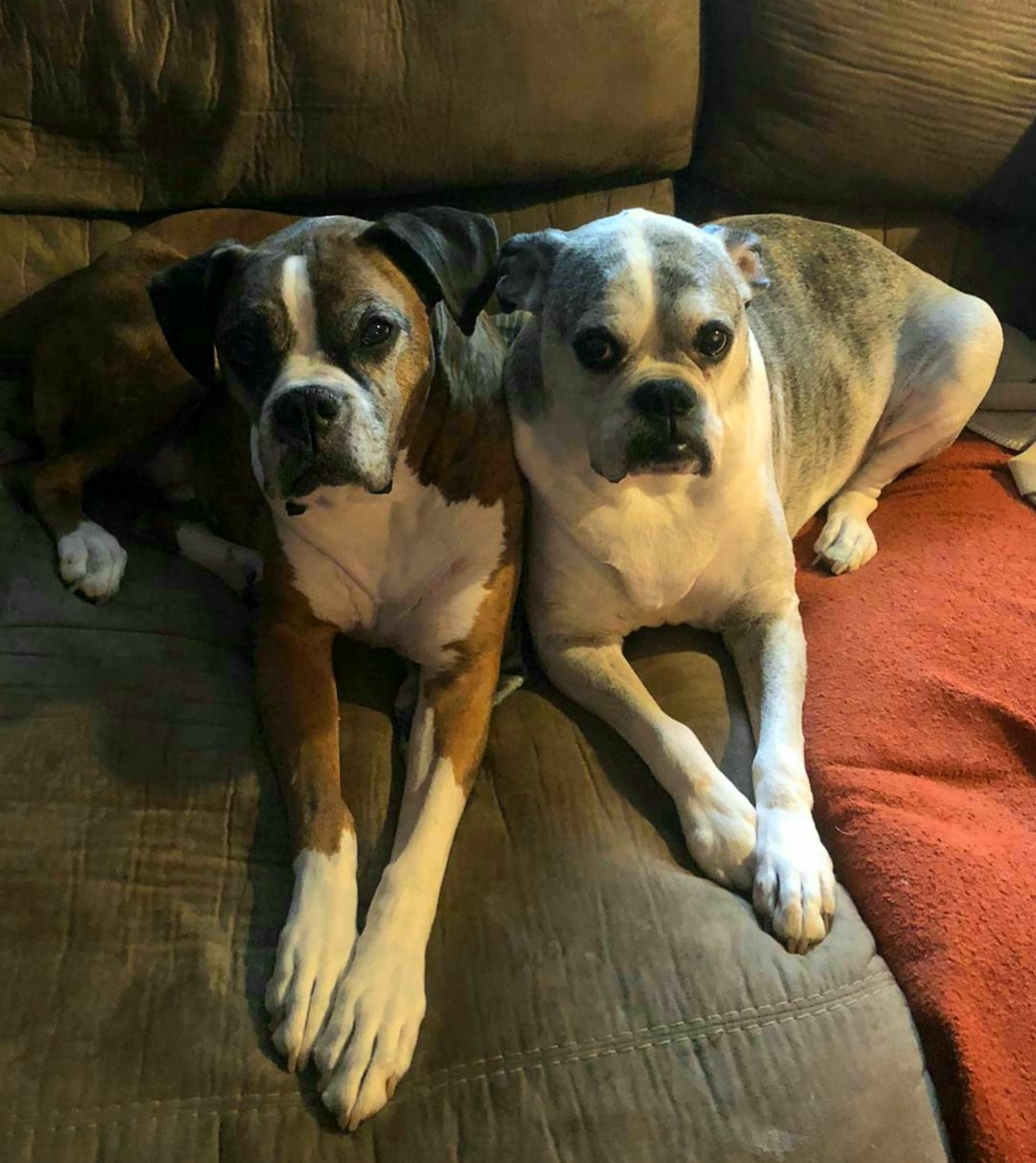 Blue Ridge Boxer Rescue added a... - Blue Ridge Boxer Rescue