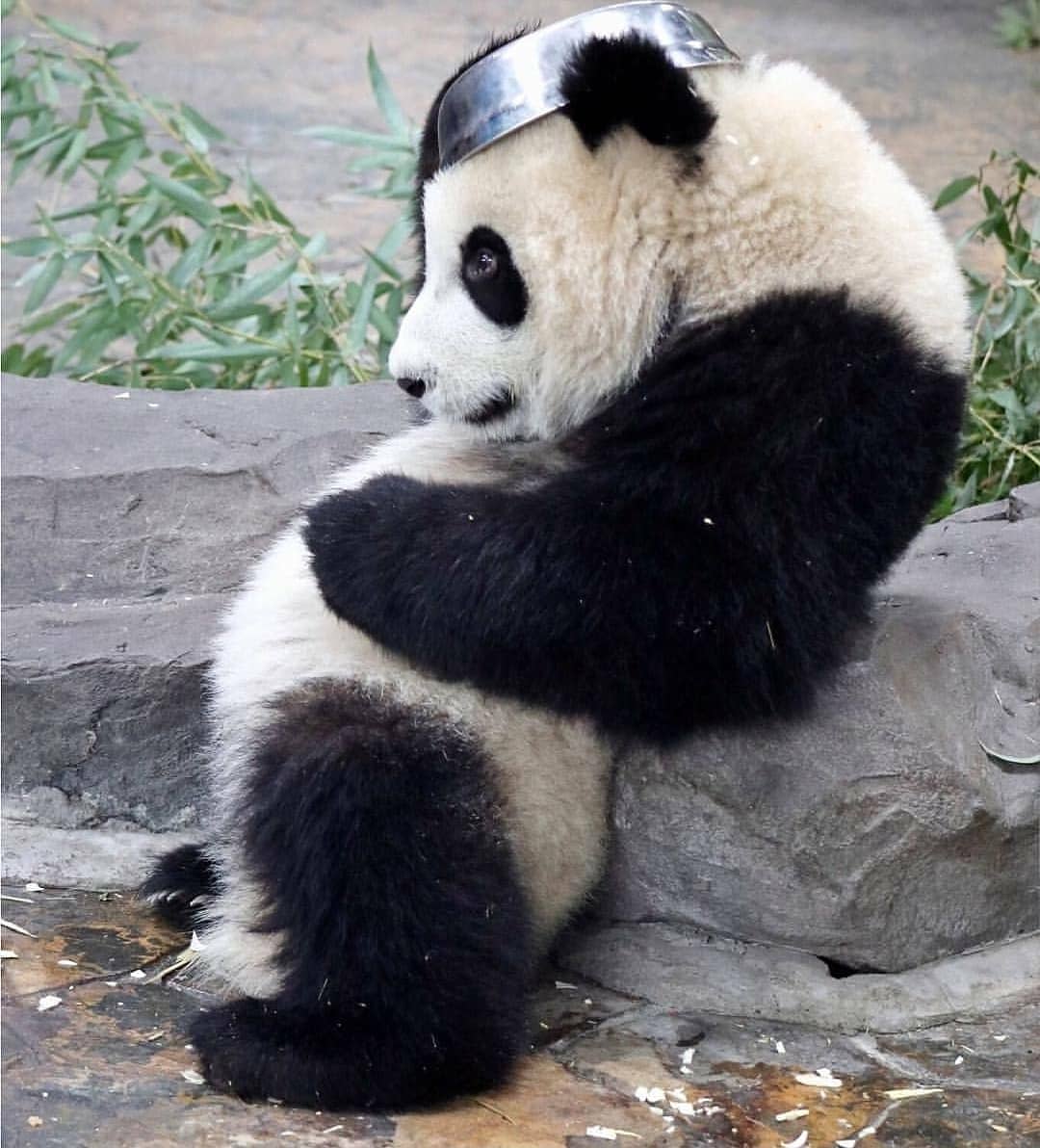 Panda World - Panda after diner🤣🤣 Like, follow and share @panda_world ...