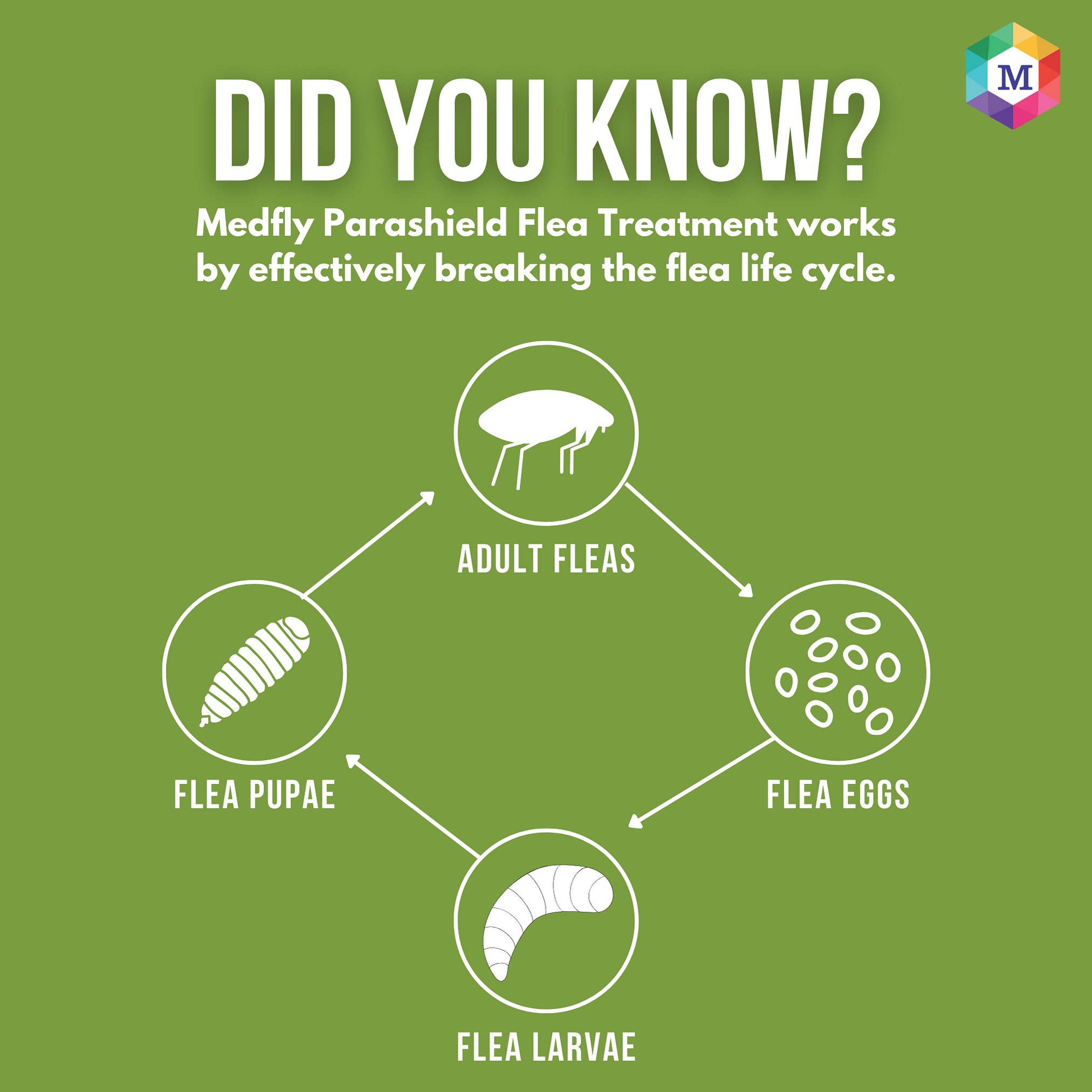 Med Fly Official- Animal Health | Pune