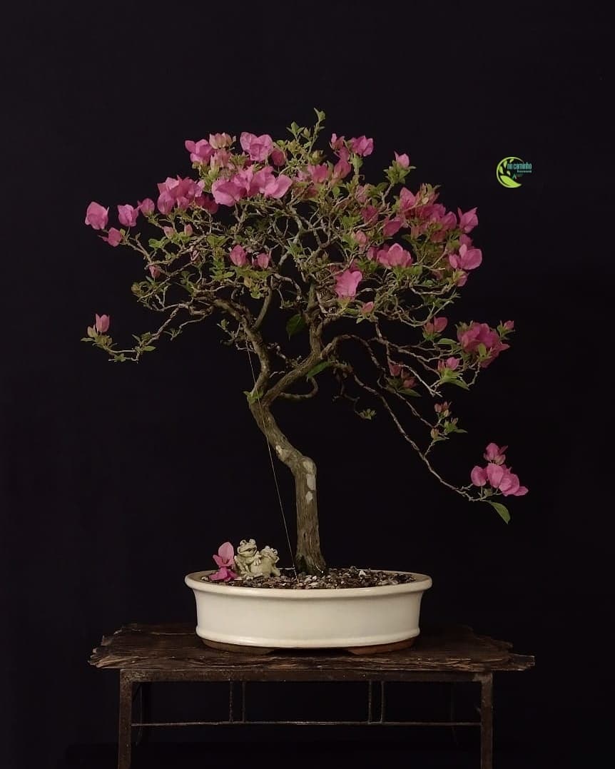 Evolução de uma Bougainvillea.... - Aliandro no caminho | Facebook