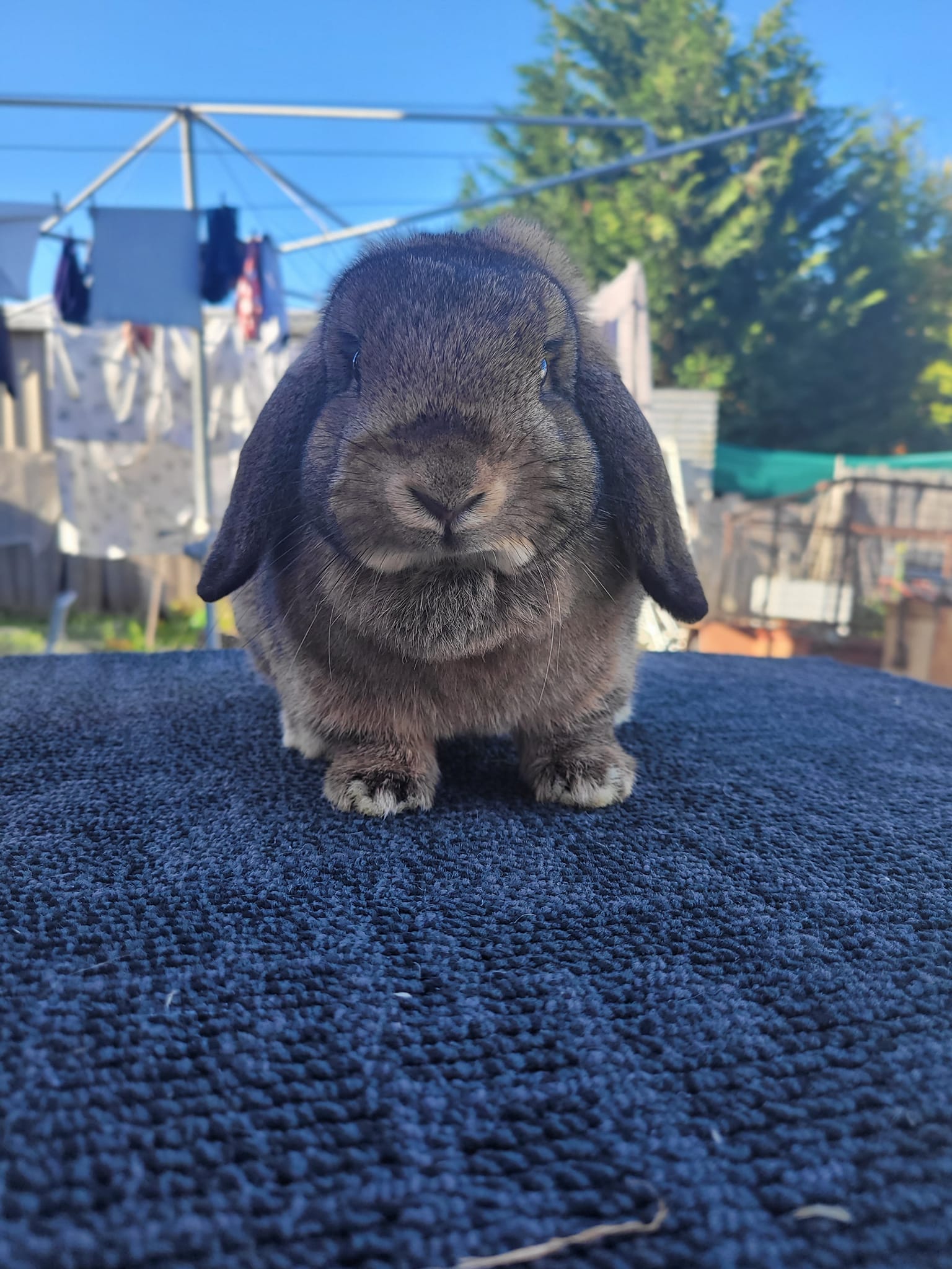 Willow Waters Rabbitry added a... - Willow Waters Rabbitry