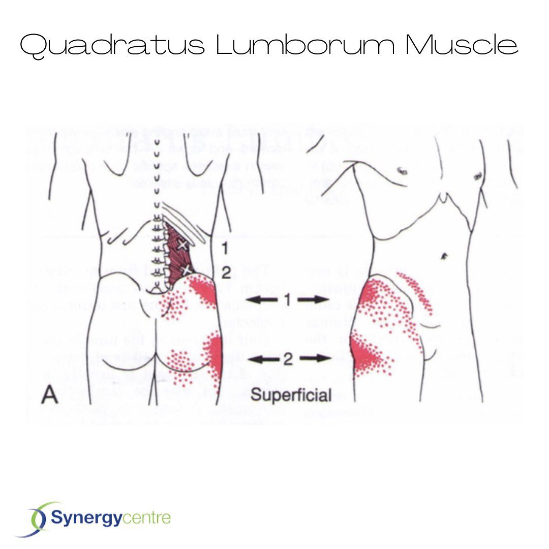 The Quadratus Lumborum (QL) is the deepest abdominal muscle. It is ...