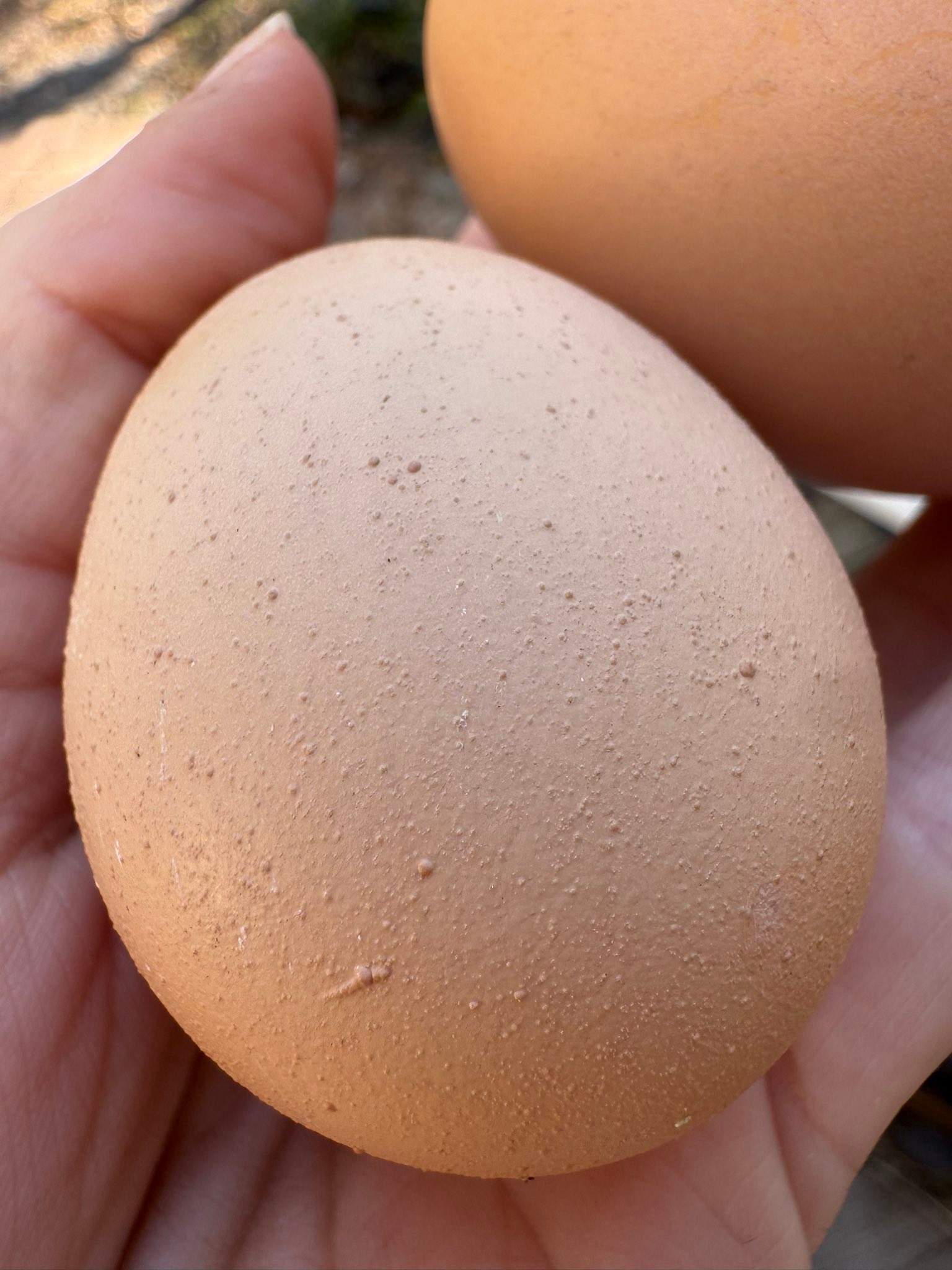 Why is one chicken egg shell rough?