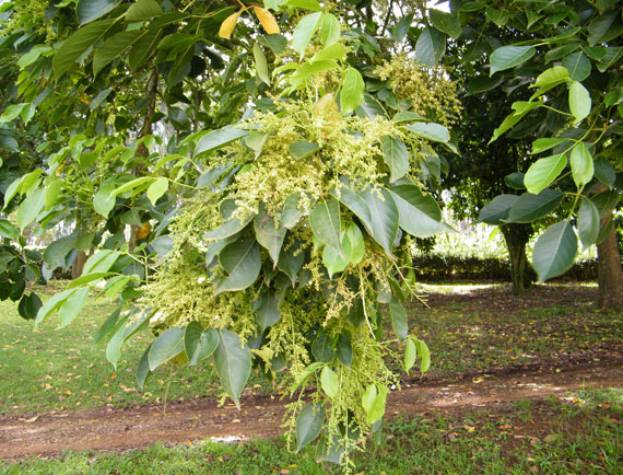 บ้านทอรัก เชียงราย - เติม เติม หรือ ประดู่ส้ม ชื่อสามัญ Java cedar เติม ...