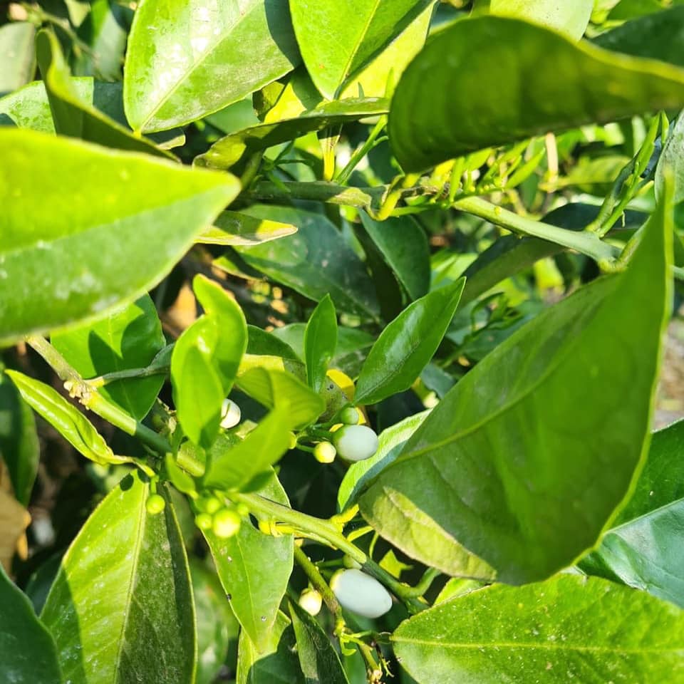 Jupiter Group - 🚜 Our Eureka lemon harvest finished a few...
