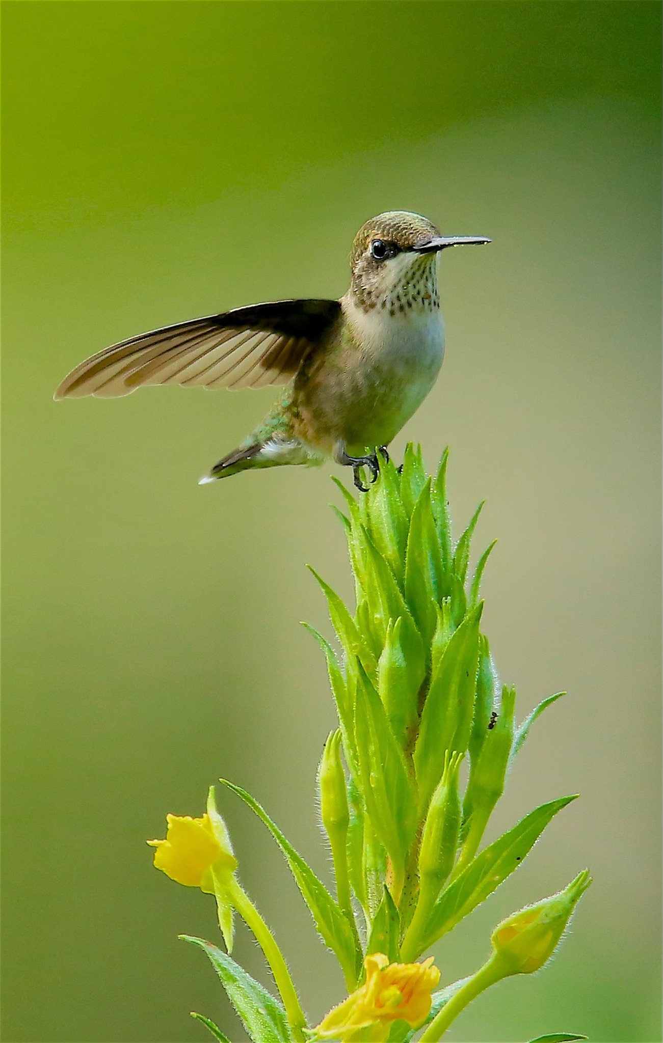 We Love Hummingbirds Community | Ruby-throated Hummingbird summer 2025 ...