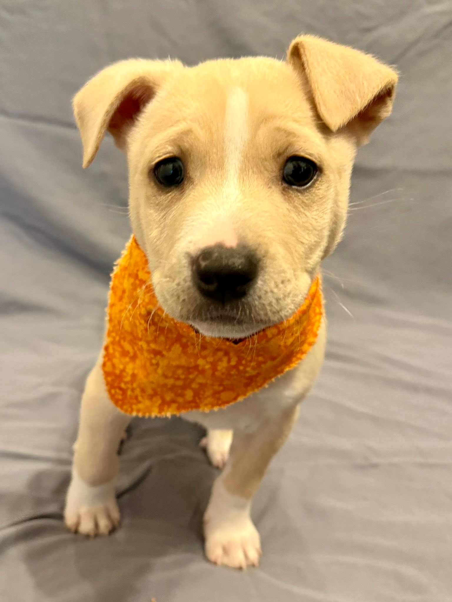 Adoptable puppies in Gwinnett County, GA