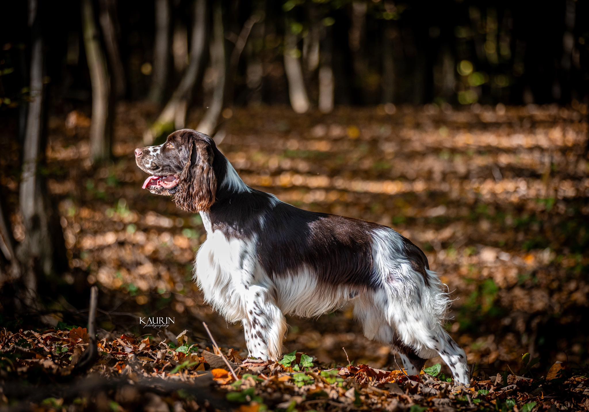 Temperion Springer Spaniels FCI | Sarajevo