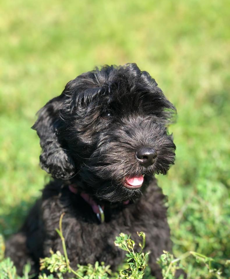 Cockapoo Puppies | Facebook