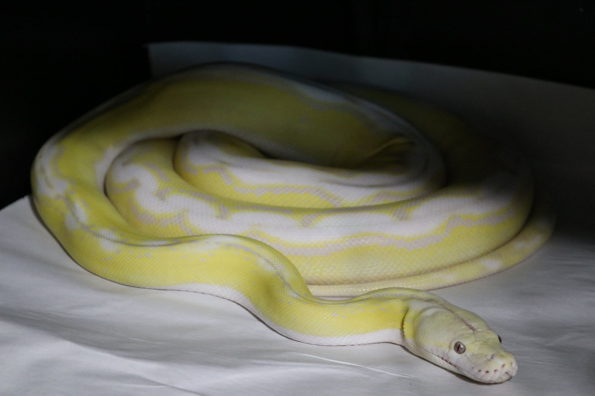 Reptile Revival - Home | Facebook