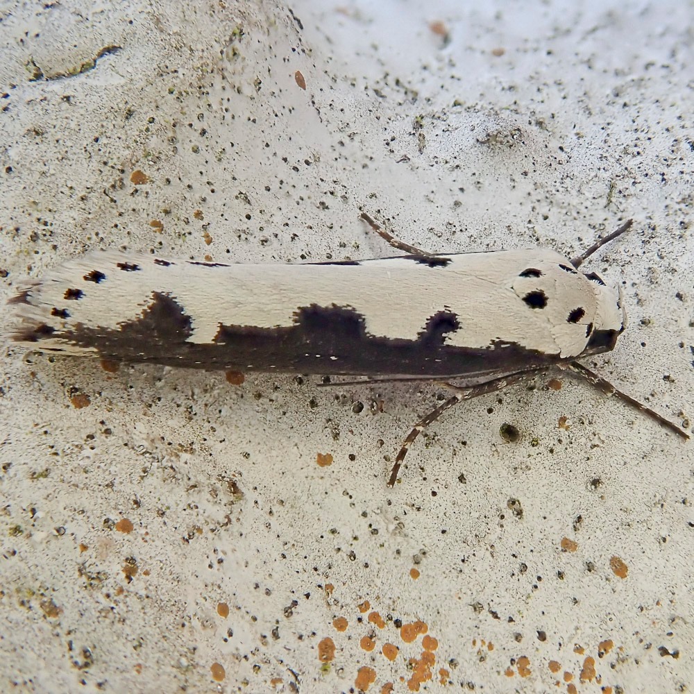 Here are the 4 rare insects... - Rye Harbour Nature Reserve