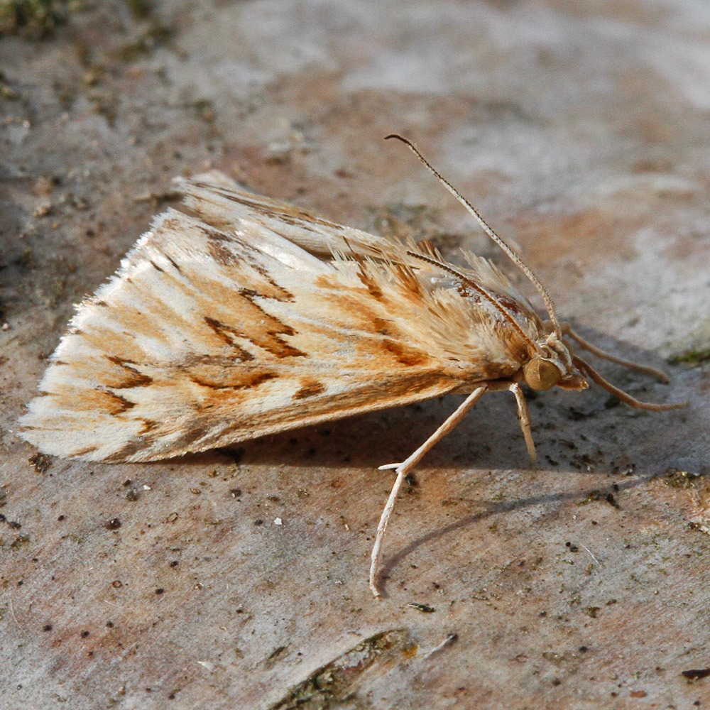 Here are the 4 rare insects... - Rye Harbour Nature Reserve | Facebook