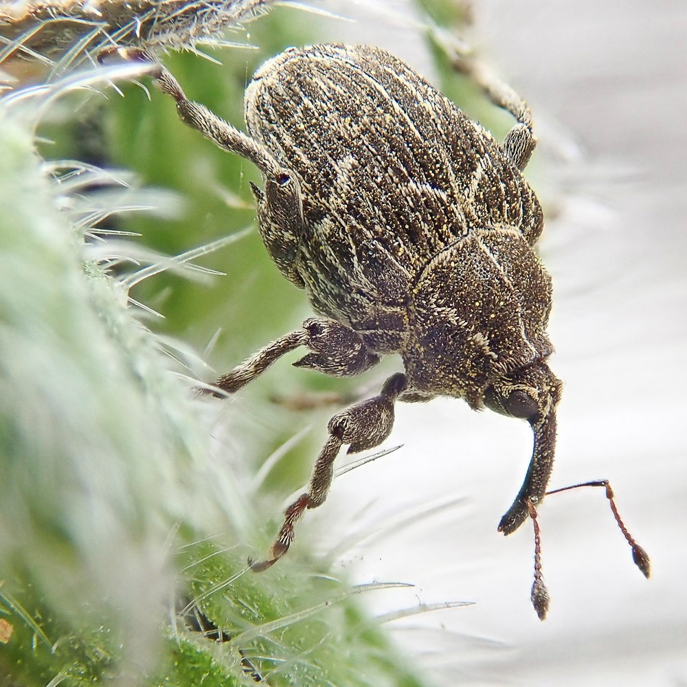 Here are the 4 rare insects... - Rye Harbour Nature Reserve
