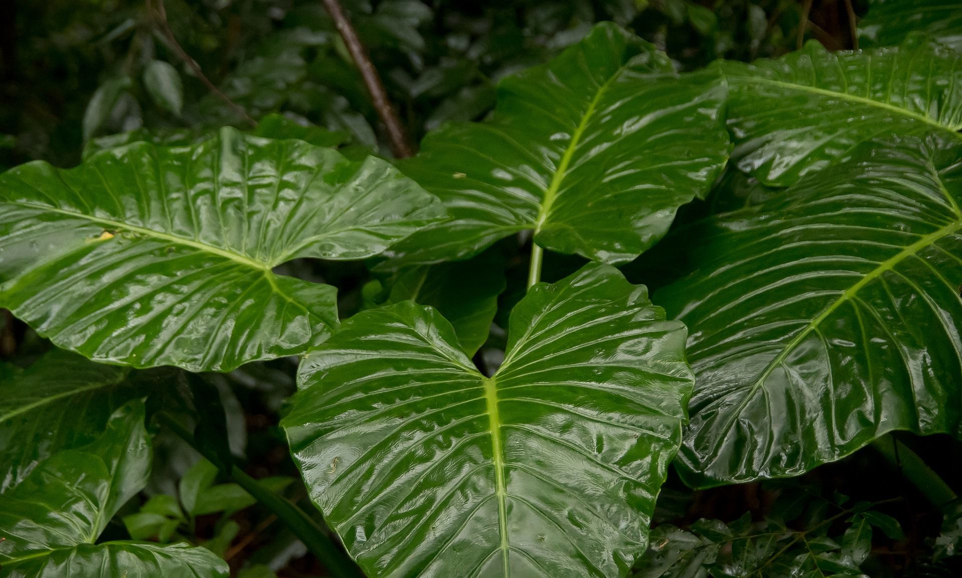 Araceae is a family of... - Rareforestplant.com | Facebook