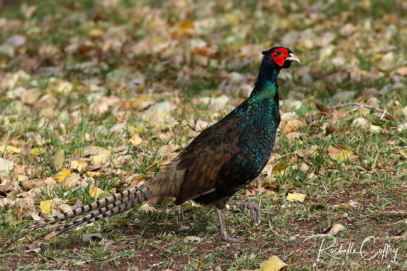 So what is this dark, iridescent blue Pheasant that I photographed