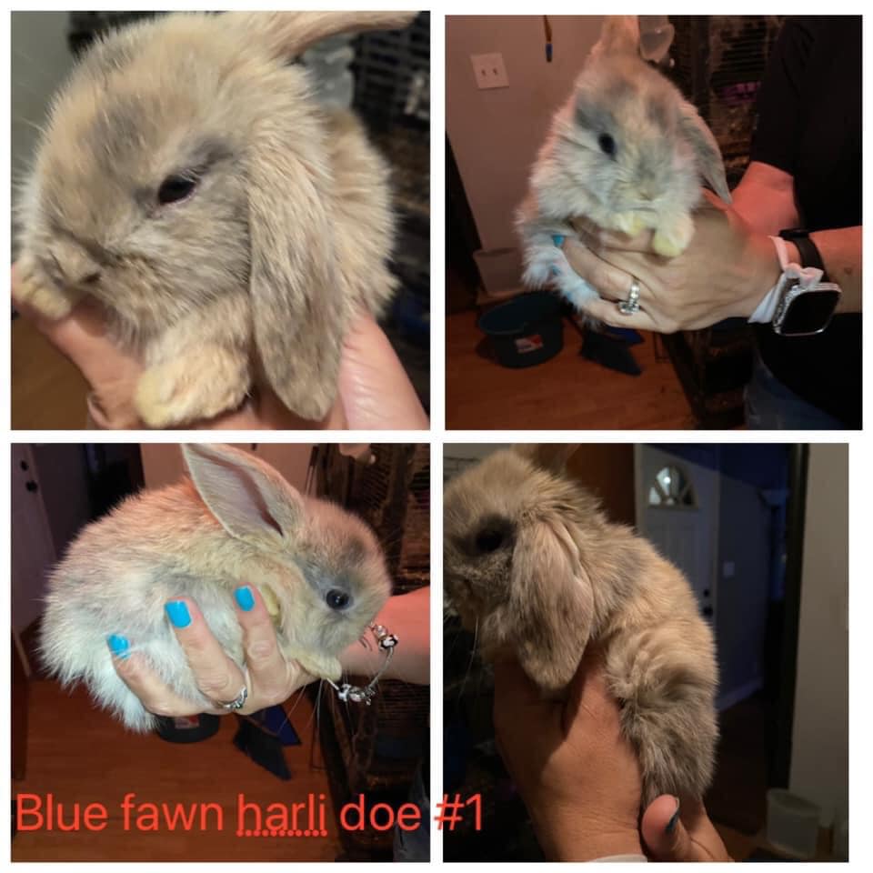 Hareraiser rabbitry | Wichita Falls TX