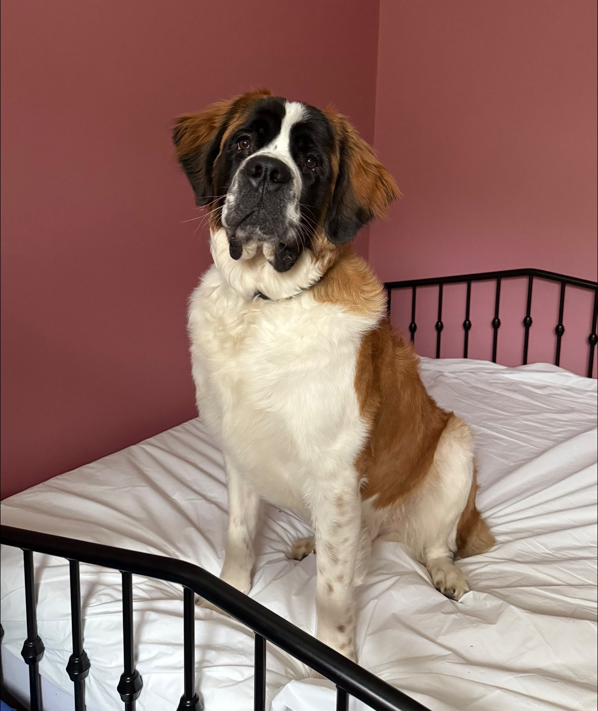 Saint Bernard named Donner lost by unlicensed kennel in Moravian