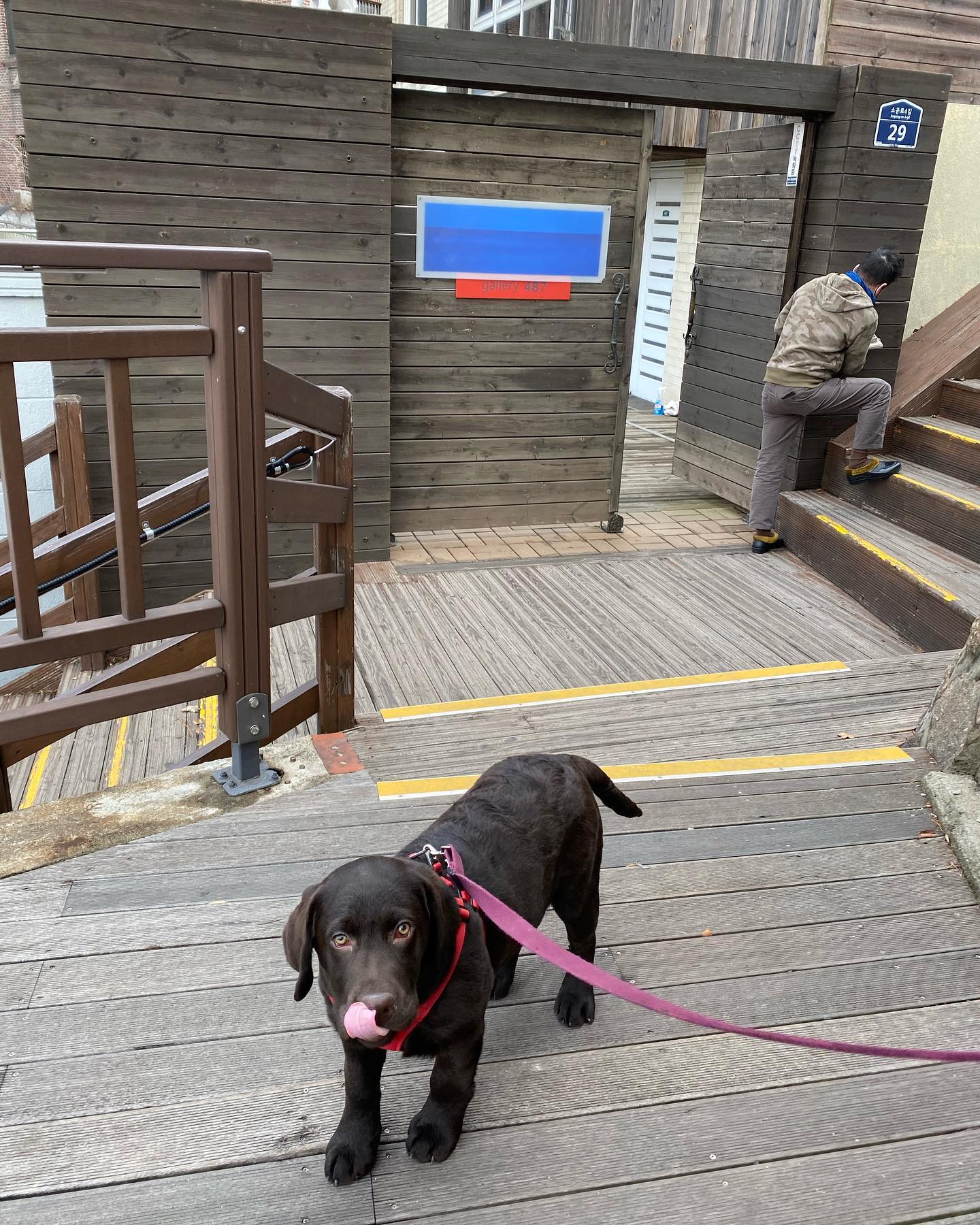 ตอนนี้บ้าน ที่พี่ 이민호 เล่นเรื่อง... - Dobby Bambii labrador | Facebook