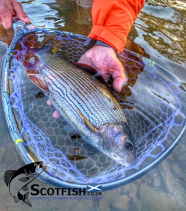 Scotfish