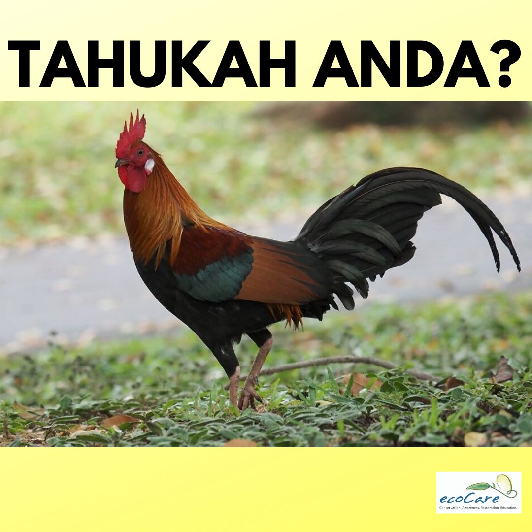 Ecocare Environmental Education Centre Tahukah Anda Ayam Hutan Mampu Untuk Terbang Pantas Seperti Burung Tidak Seperti Ayam Yang Dibela Terdapat 4 Jenis Kesemua Ayam Hutan Di Malaysia Iaitu Ayam Hutan Merah
