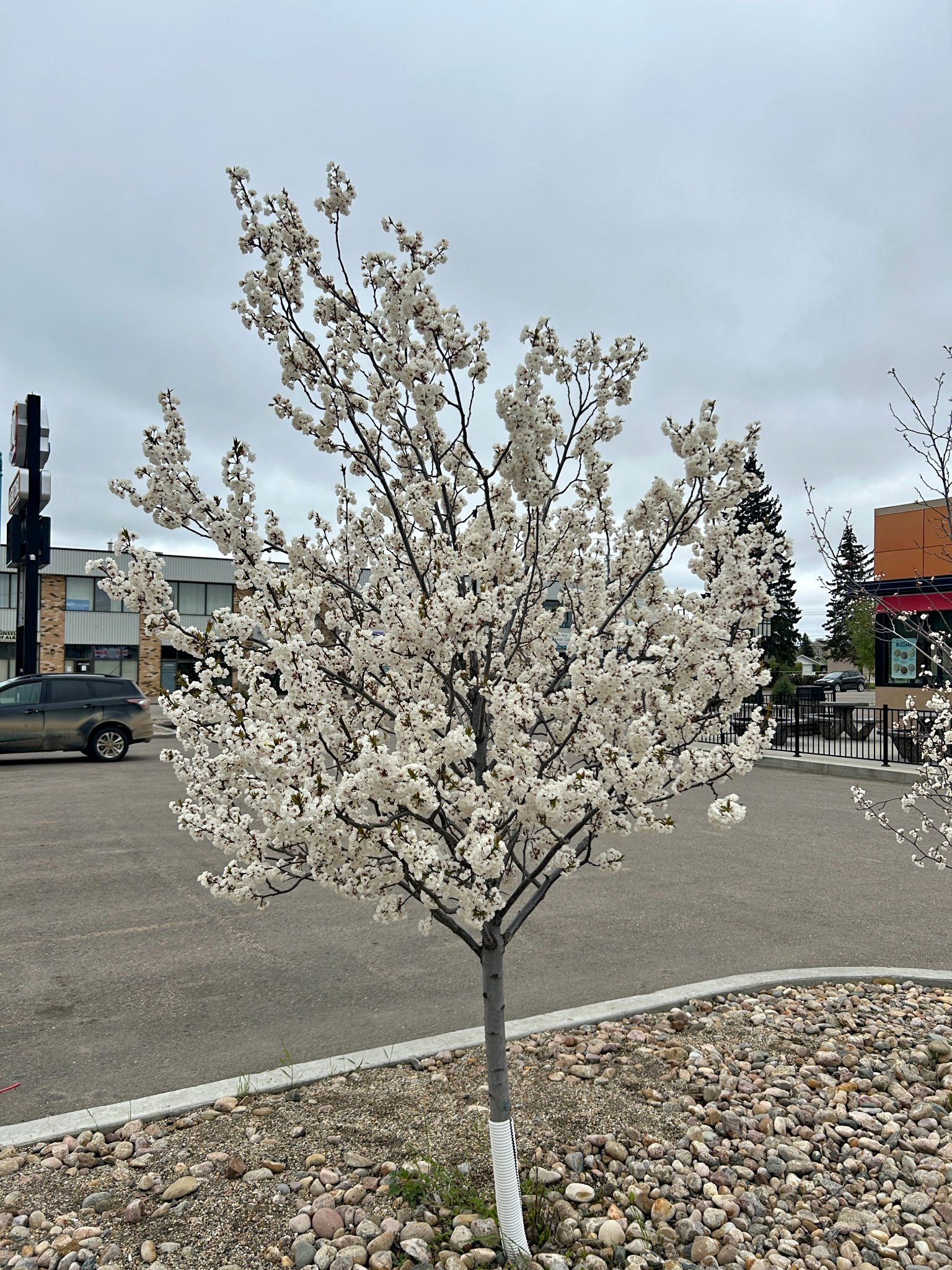 Princess Kay Plum #10 Pot - 6-7ft Tall - Plants & Seedlings - Edmonton ...